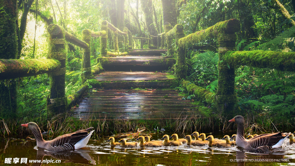 鸭子空山鸟语图片