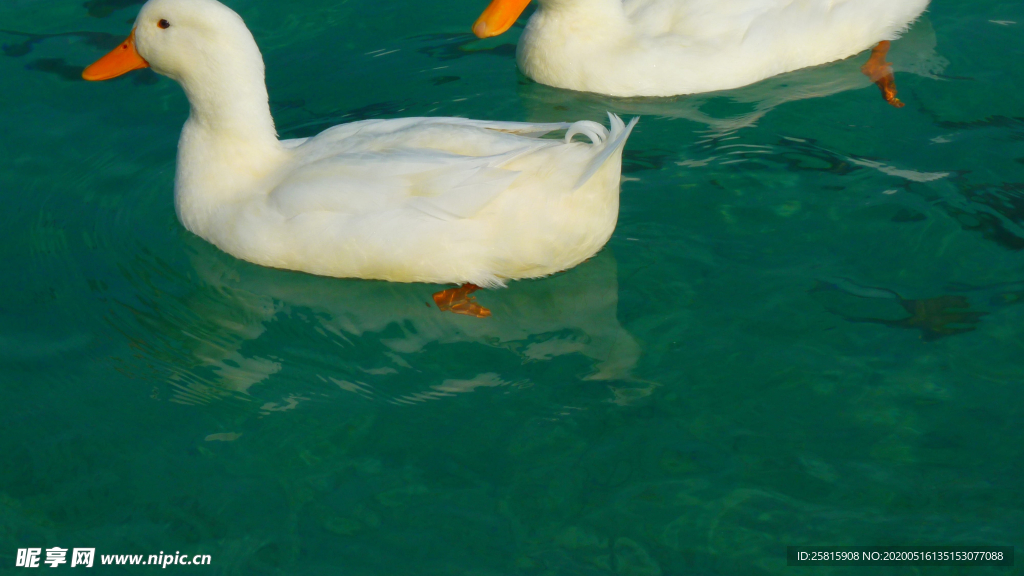 鸭子空山鸟语图片