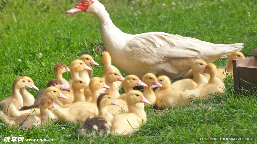 鸭子空山鸟语图片