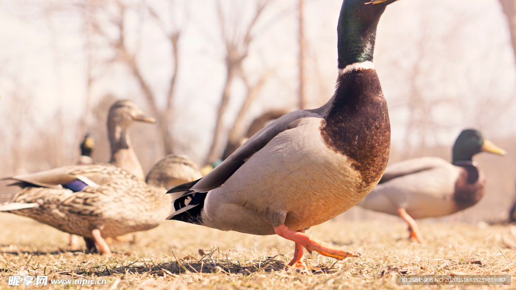 鸭子空山鸟语图片