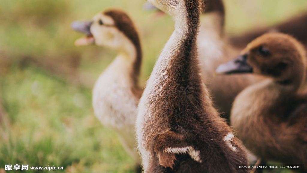 鸭子空山鸟语图片