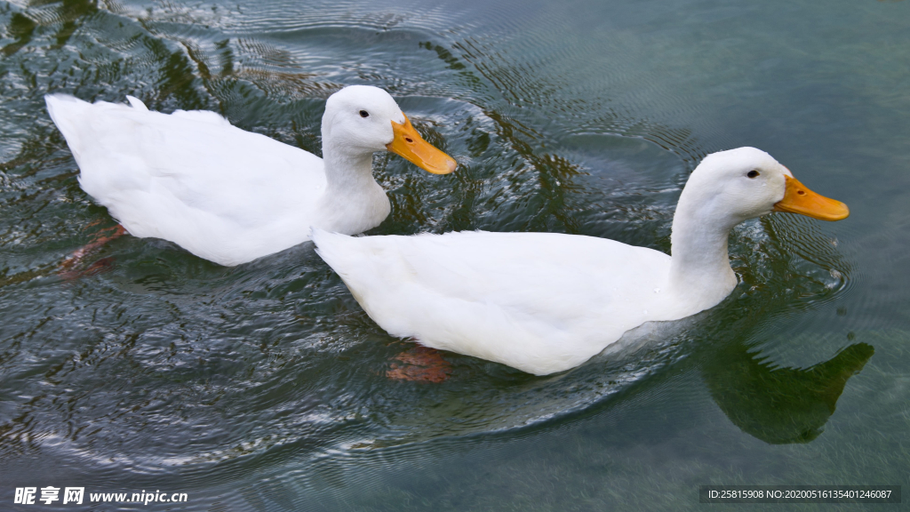 鸭子空山鸟语图片