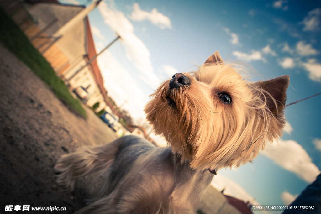 可爱的动物 小狗