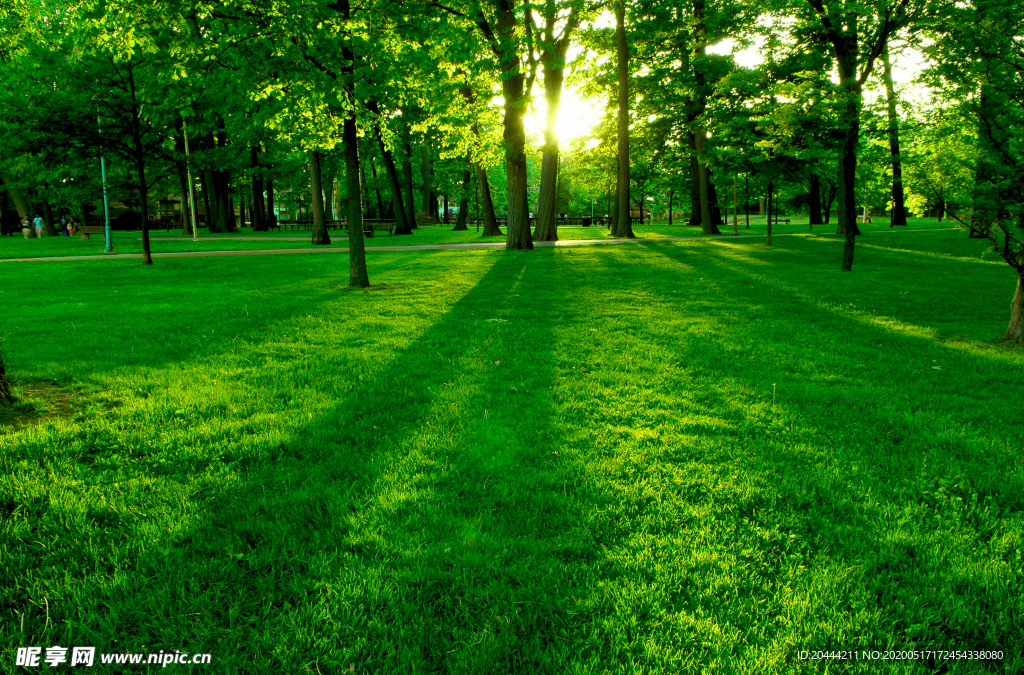 阳光下绿树成荫