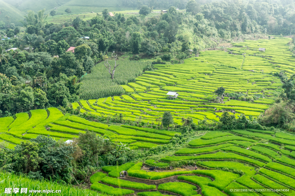 绿色梯田图片