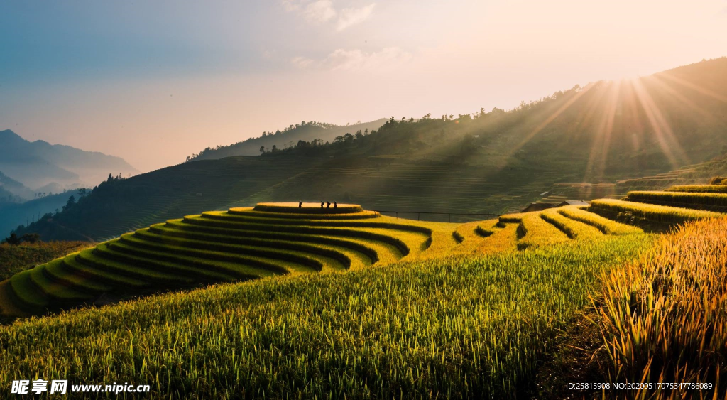 绿色梯田图片