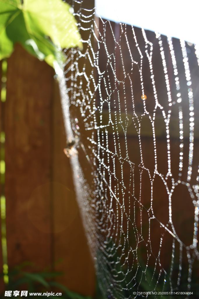 蜘蛛网蛛网罗网图片