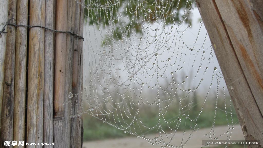 蜘蛛网蛛网罗网图片