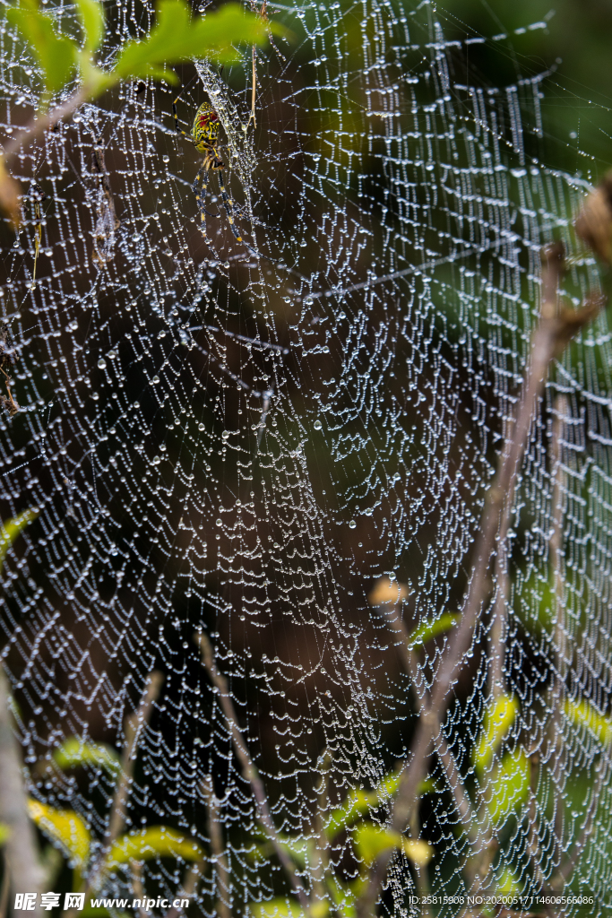 蜘蛛网蛛网罗网图片