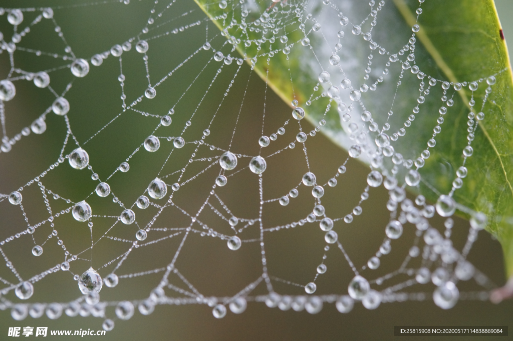 蜘蛛网蛛网罗网图片