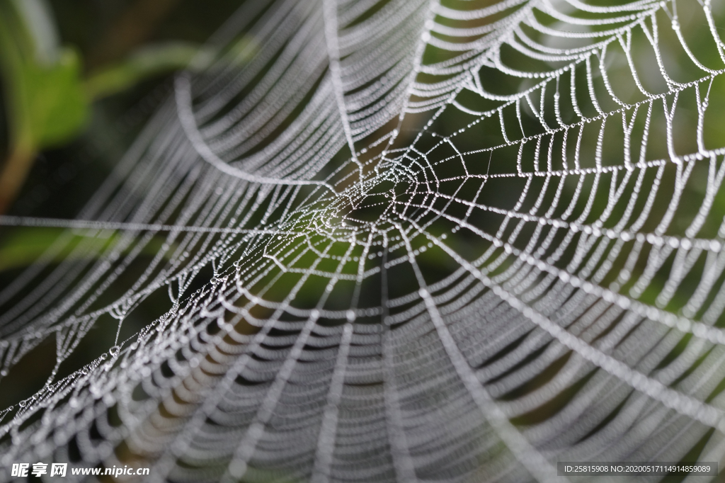 蜘蛛网蛛网罗网图片