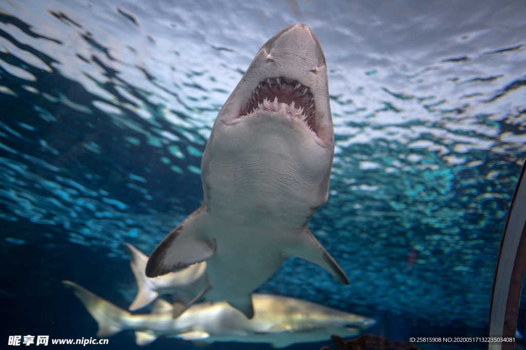 鲨鱼凶残图片