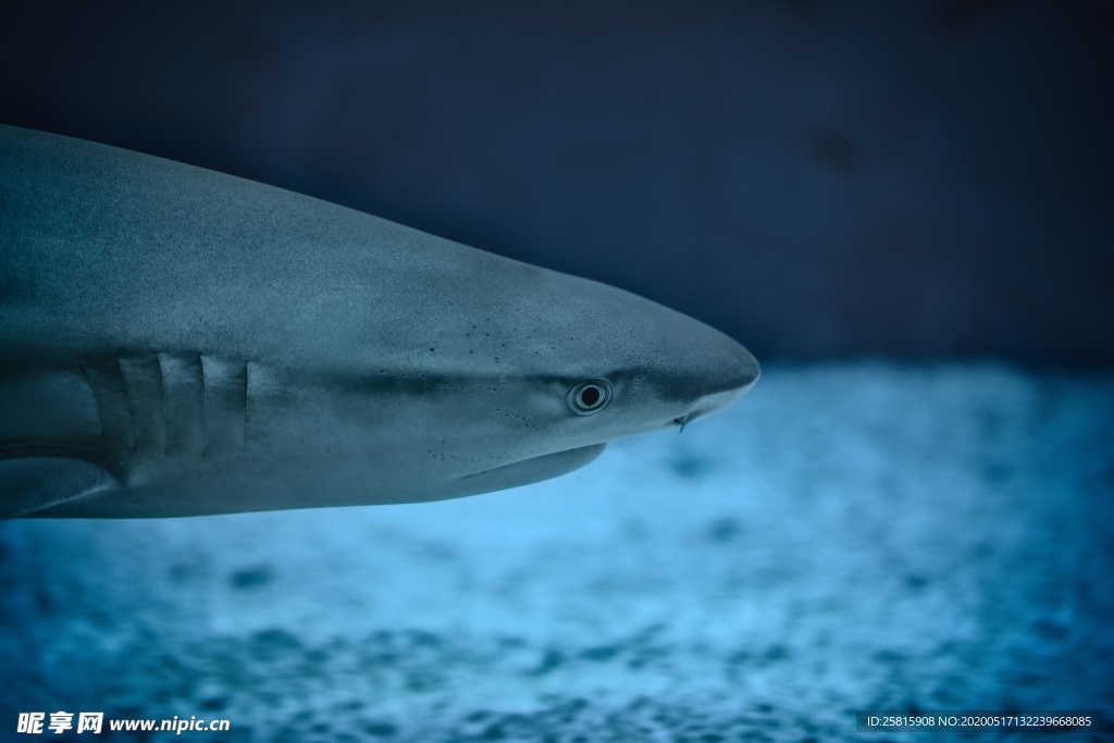 鲨鱼凶残图片
