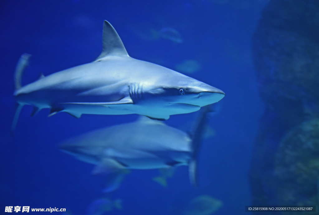 鲨鱼凶残图片