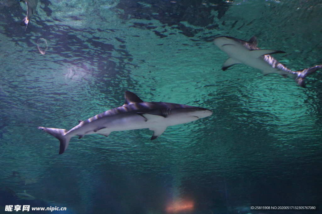 鲨鱼凶残图片
