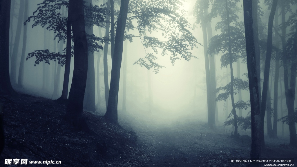 薄雾森林