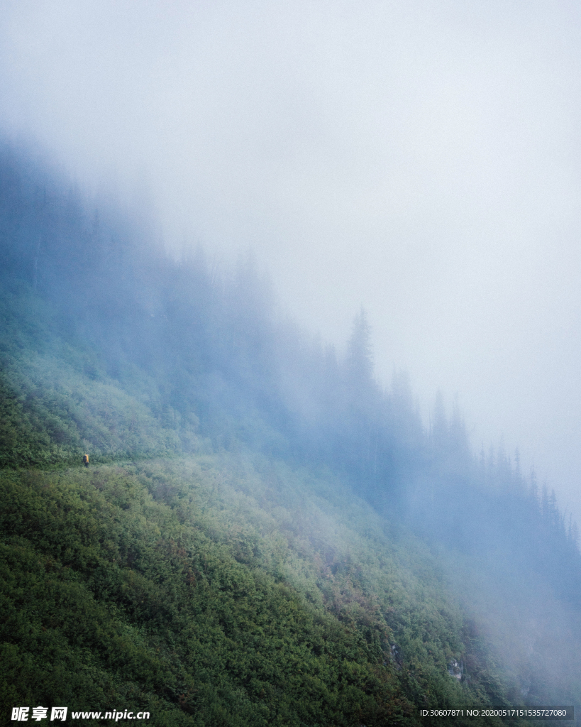 薄雾森林
