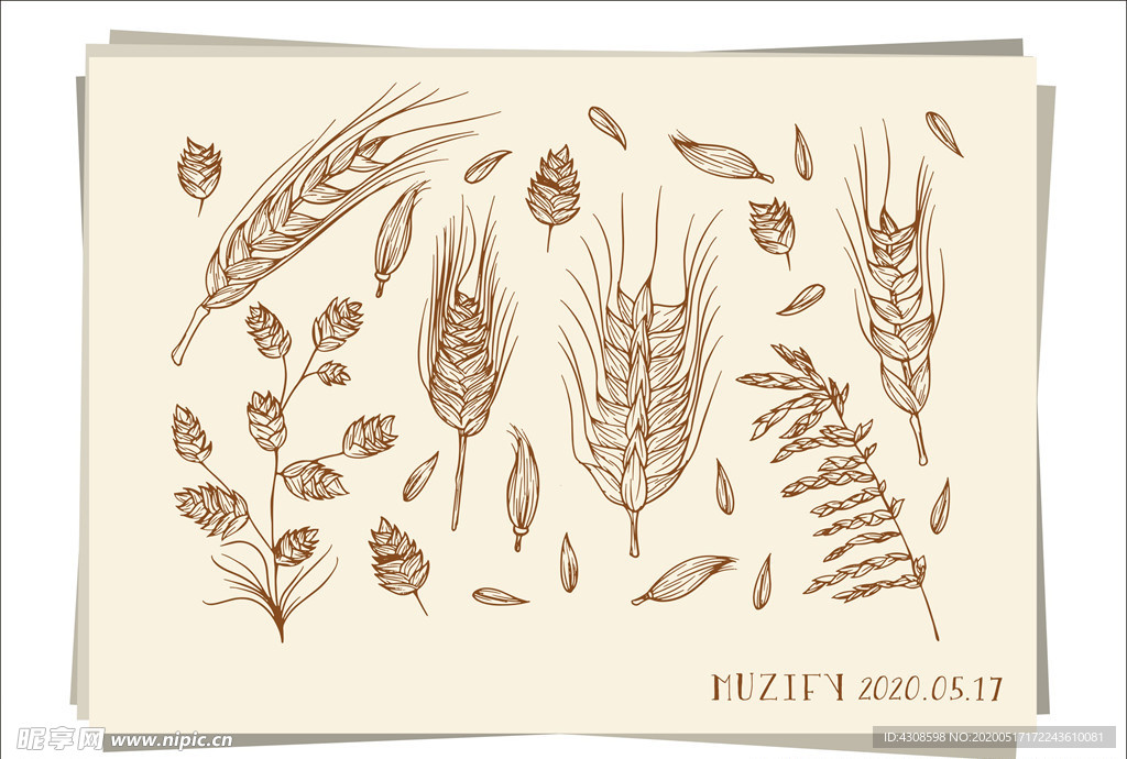 麦穗手绘稿