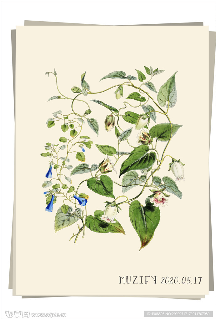 牵牛花 植物图鉴