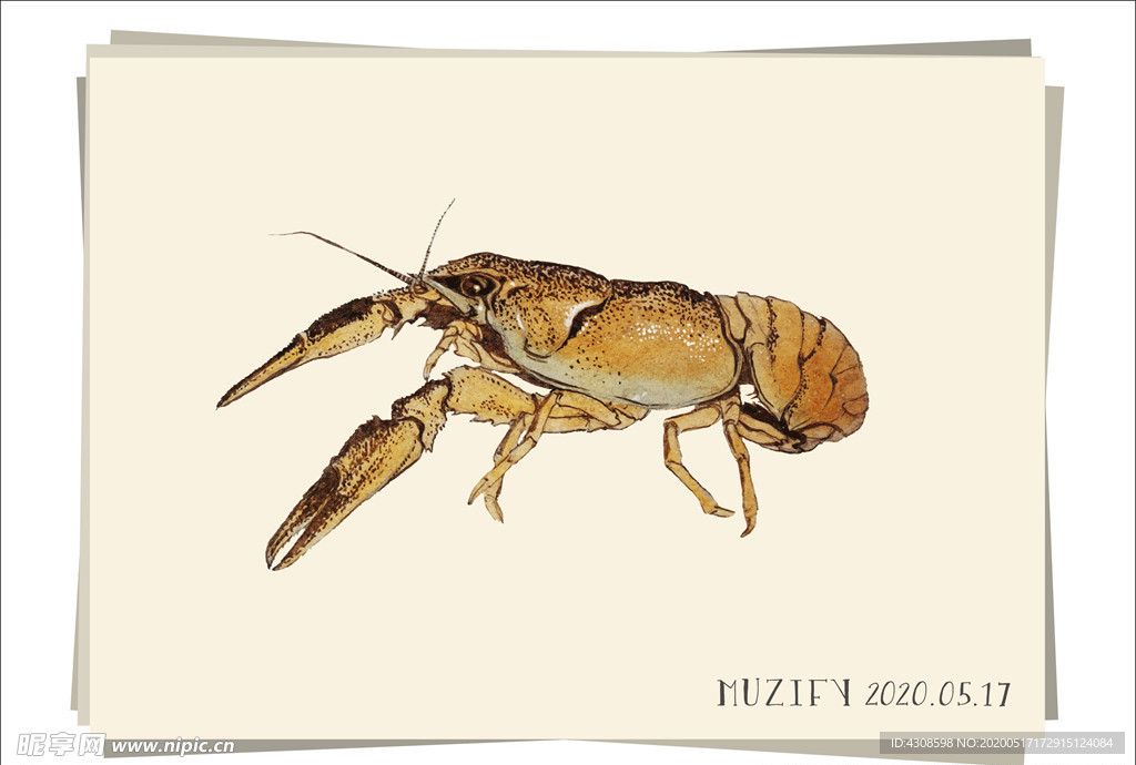小龙虾 生物图鉴