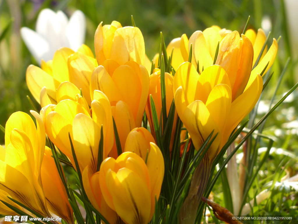 番红花藏红花图片