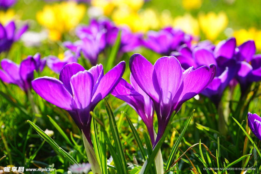 番红花藏红花图片