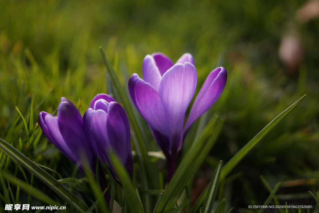 番红花藏红花图片