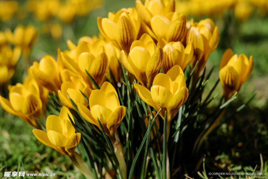 番红花藏红花图片