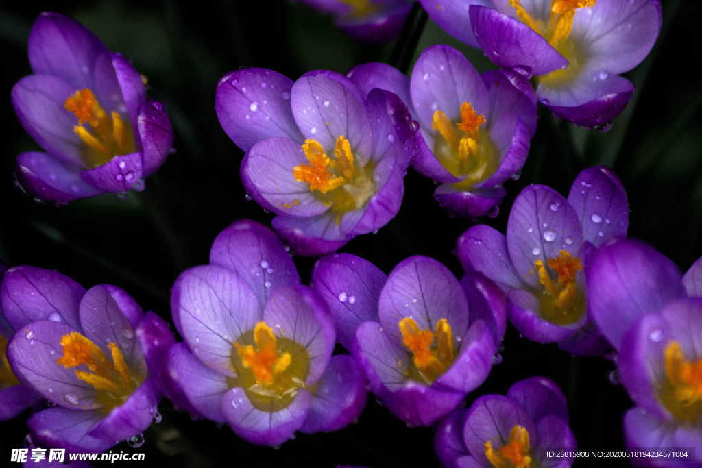 番红花藏红花图片