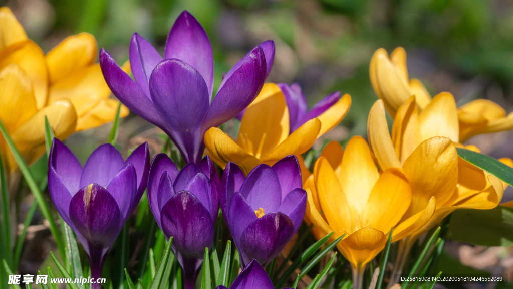 番红花藏红花图片