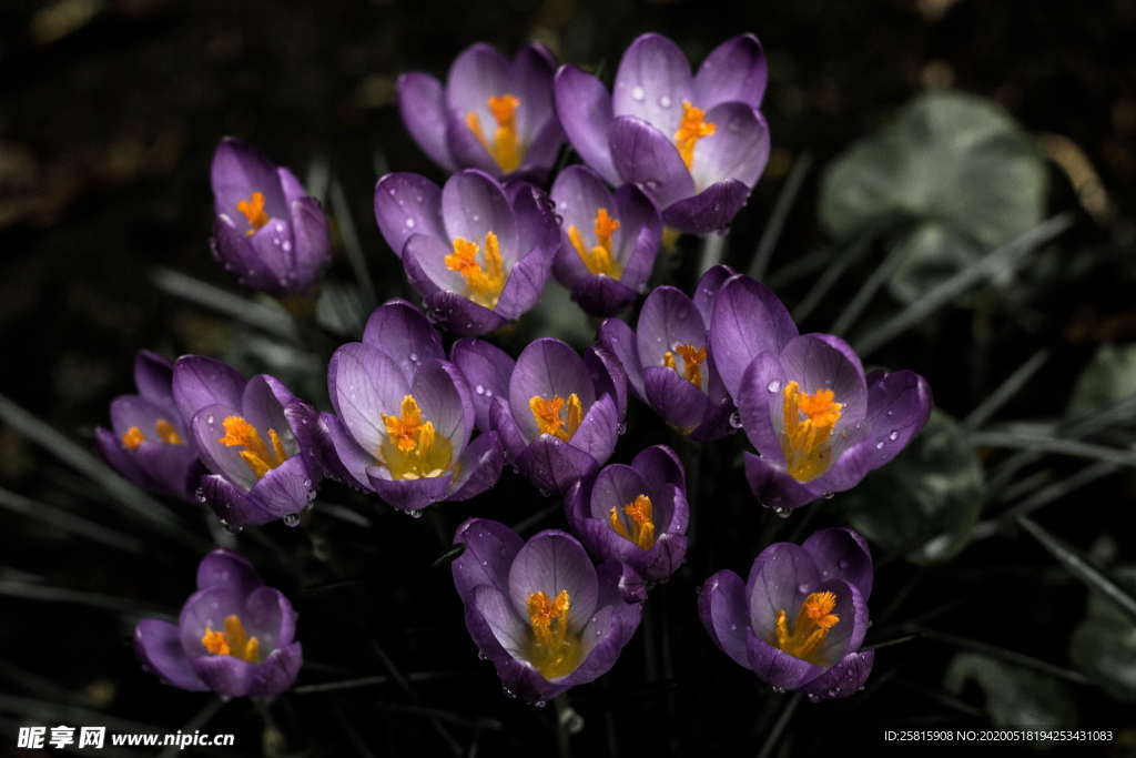 番红花藏红花图片