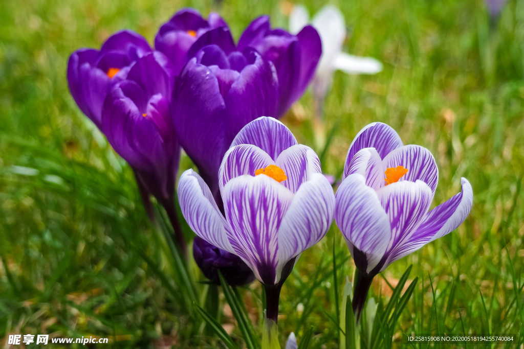 番红花藏红花图片