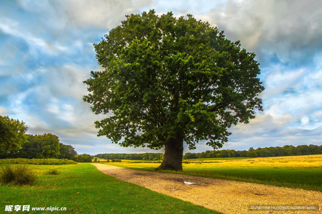 一棵树唯美意境图片