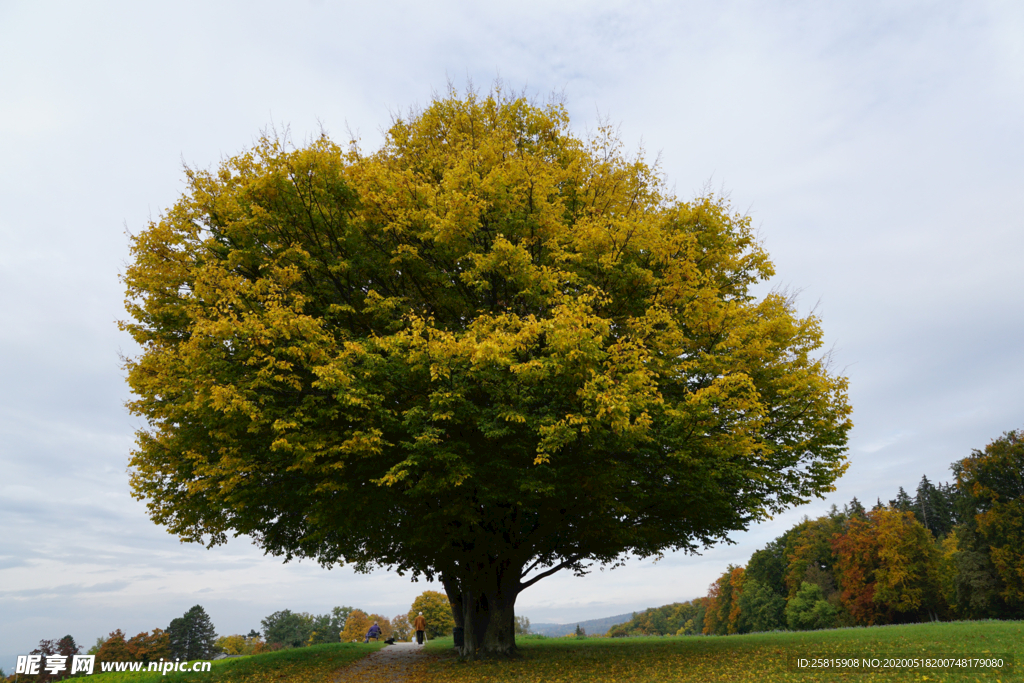一棵树唯美意境图片