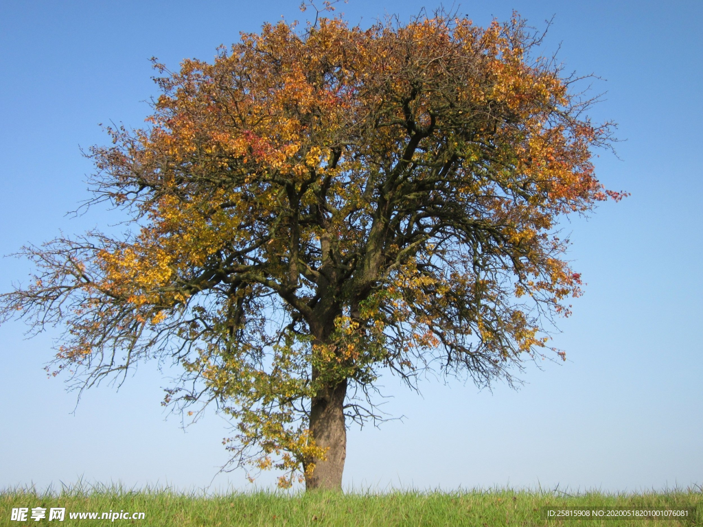 一棵树唯美意境图片