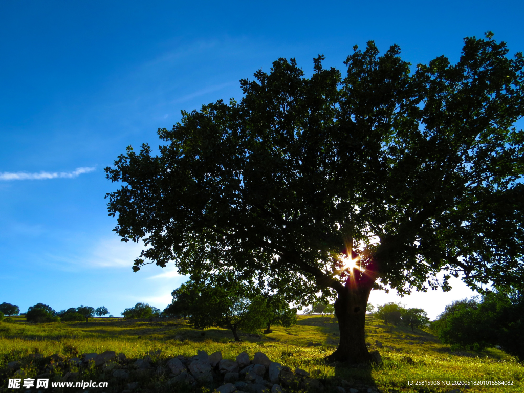 一棵树唯美意境图片