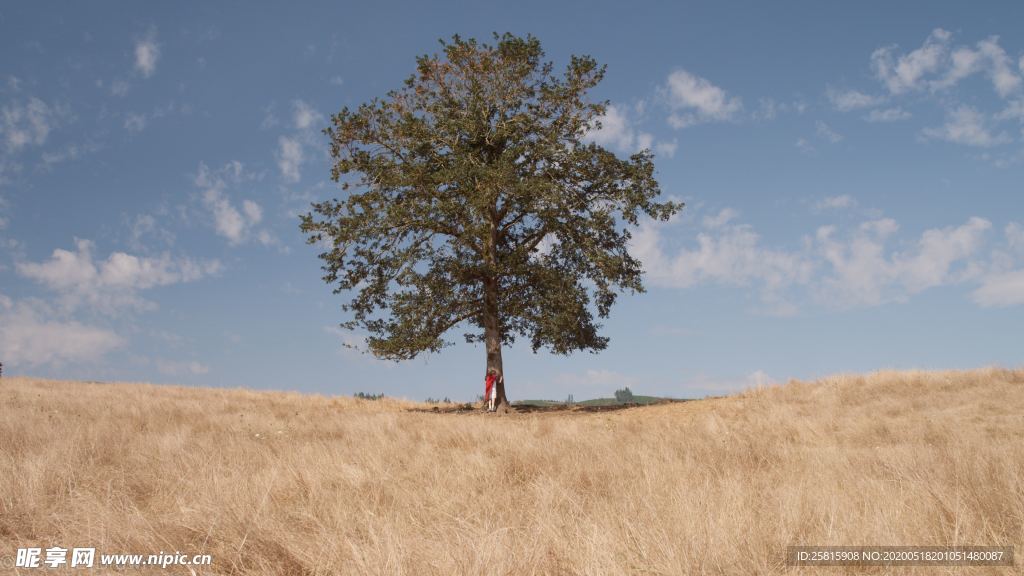 一棵树唯美意境图片