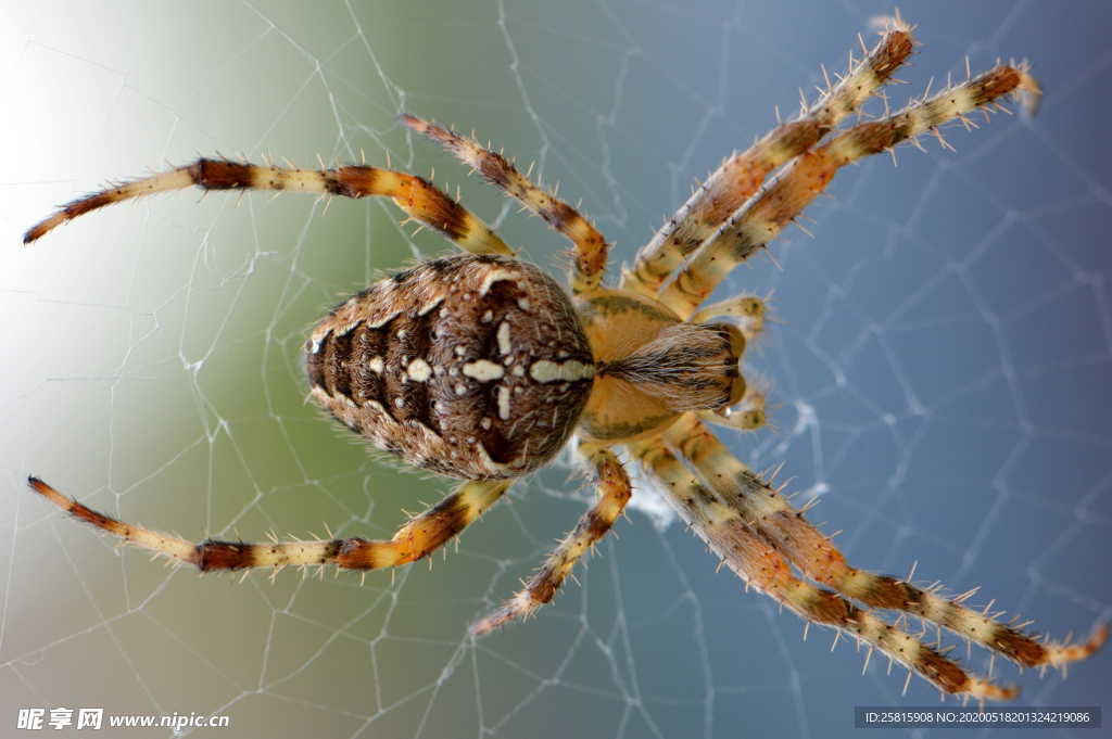蜘蛛蜘蛛网图片
