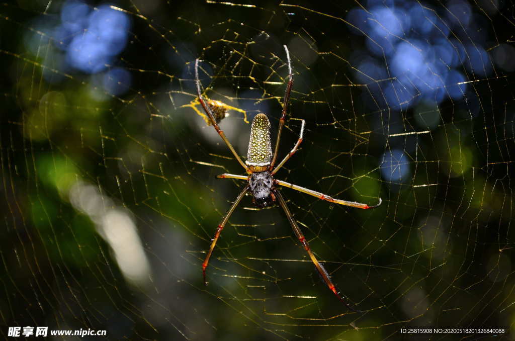 蜘蛛蜘蛛网图片