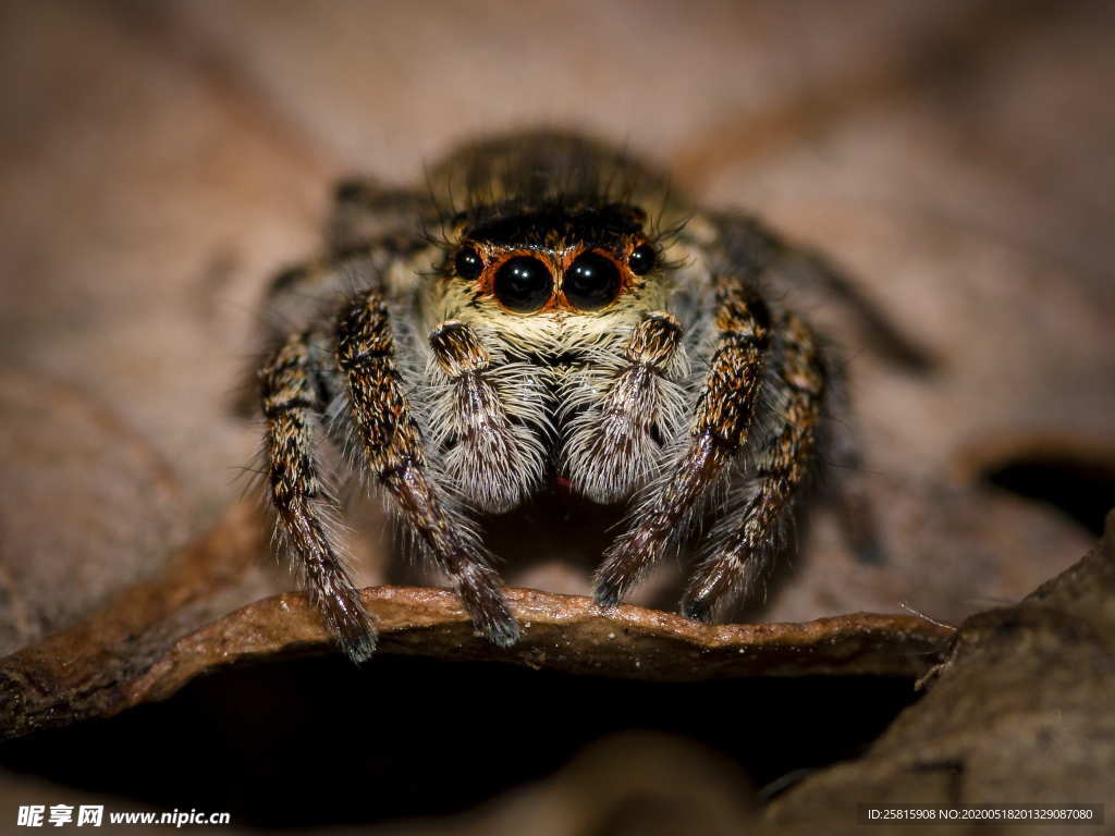 蜘蛛蜘蛛网图片