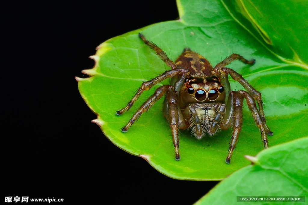 蜘蛛蜘蛛网图片