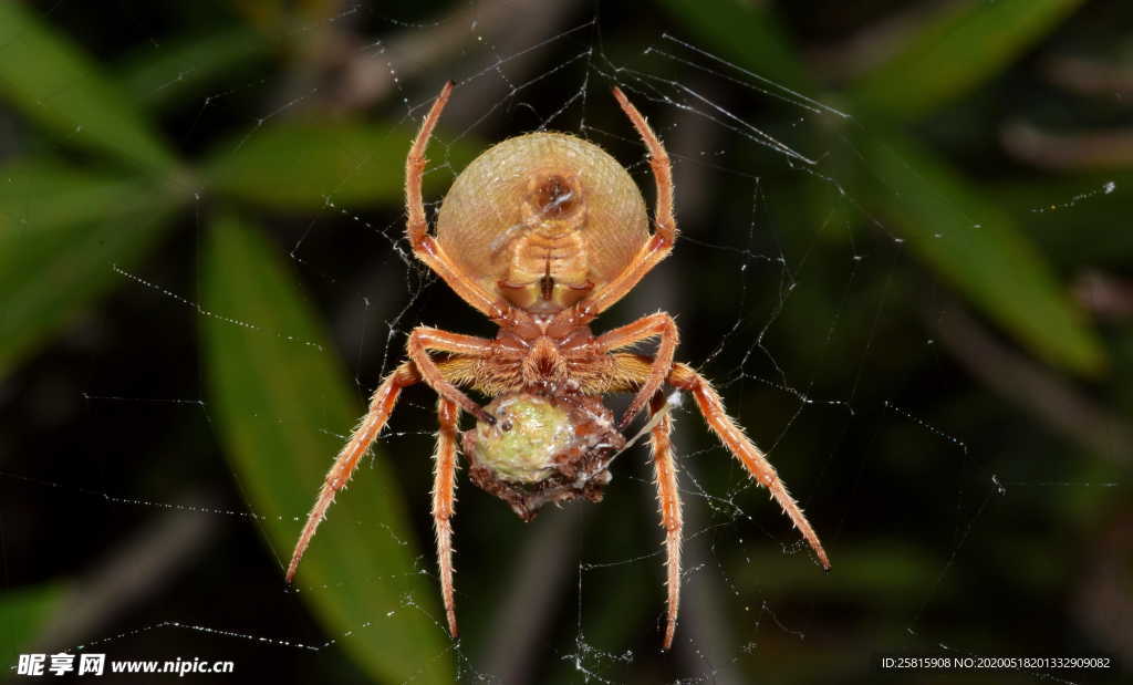 蜘蛛蜘蛛网图片