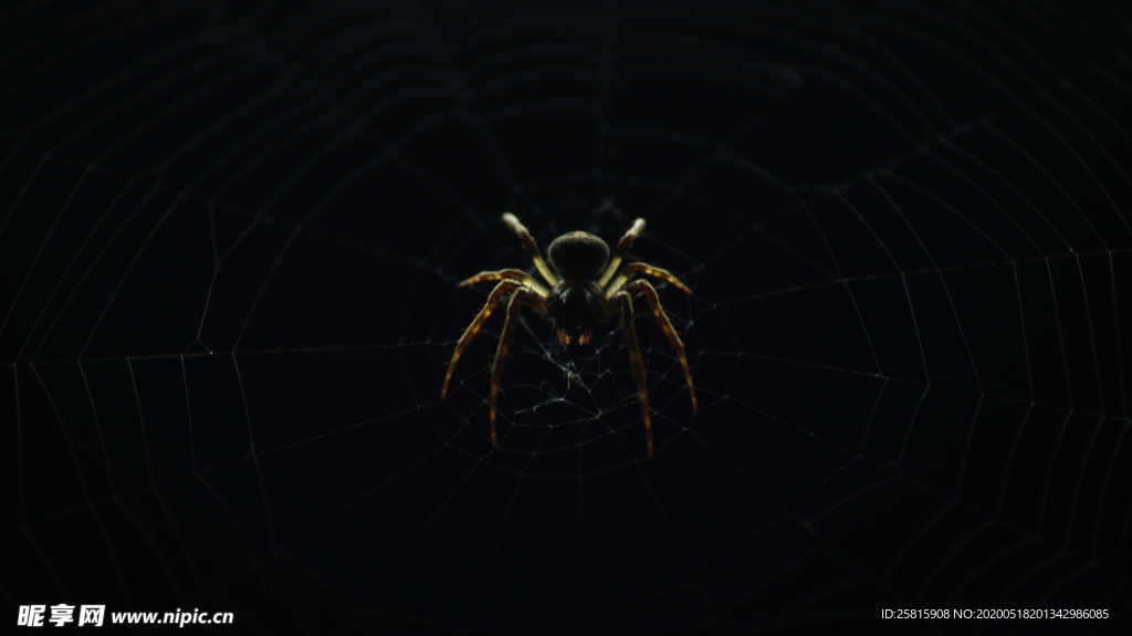 蜘蛛蜘蛛网图片