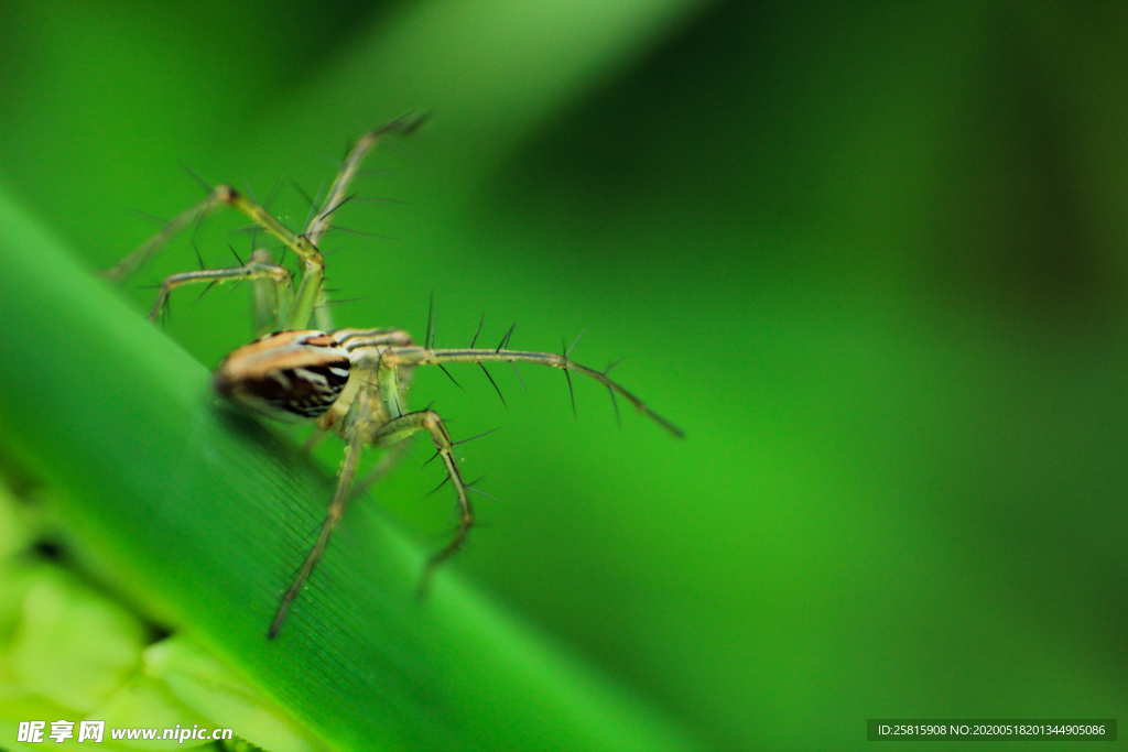 蜘蛛蜘蛛网图片