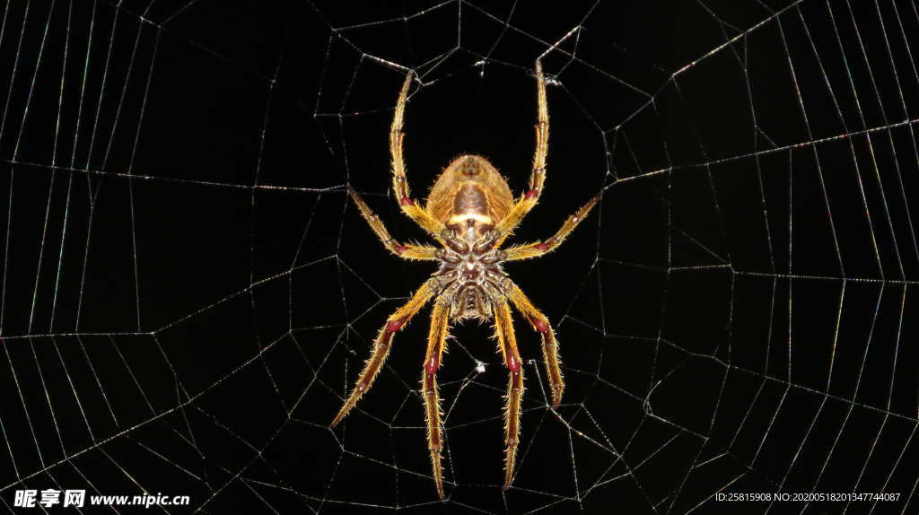 蜘蛛蜘蛛网图片