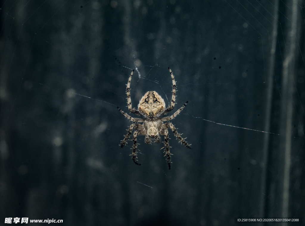 蜘蛛蜘蛛网图片