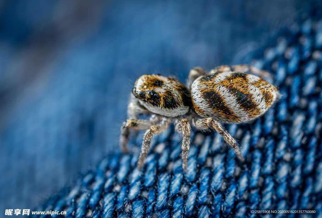 蜘蛛蜘蛛网图片