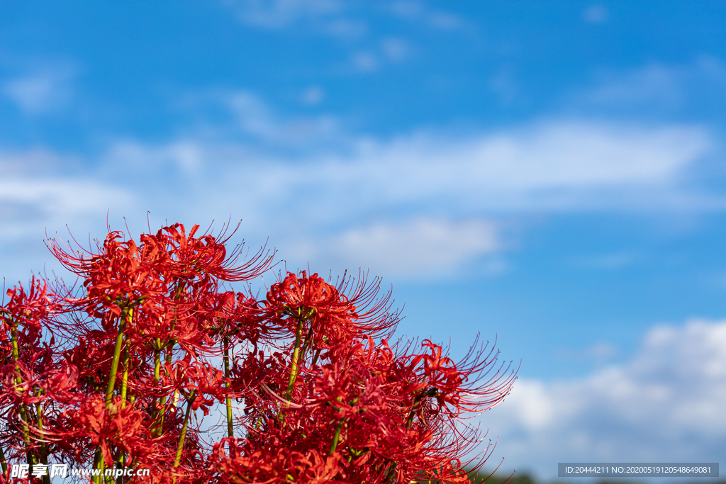 彼岸花高清摄影