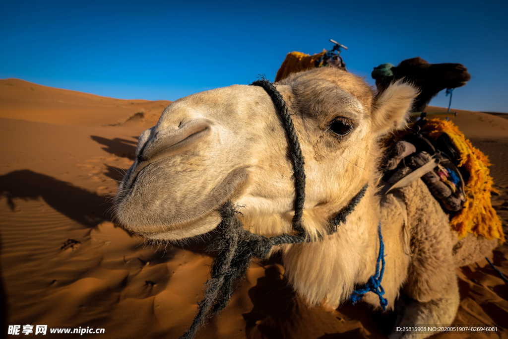 骆驼沙漠之舟图片