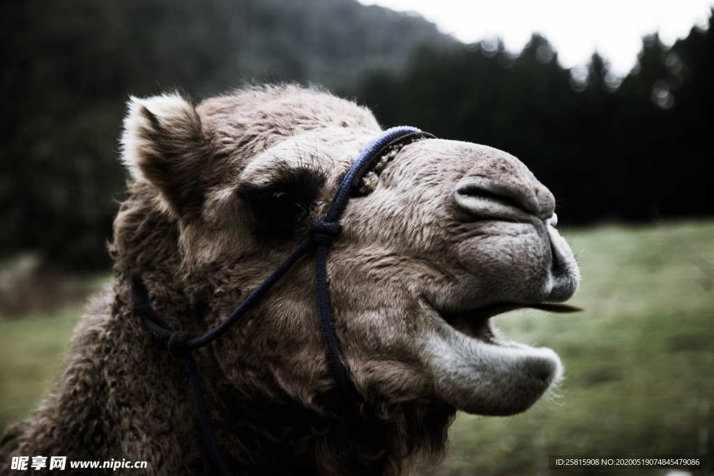 骆驼沙漠之舟图片